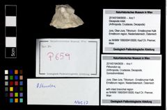 Foto (Objekt + Etikett) von Pithonoton sp.  (NHMW-GEO-2014-0194-0659)